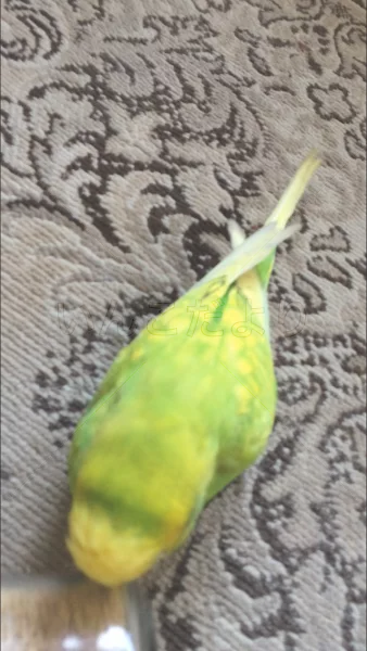 コメントの画像