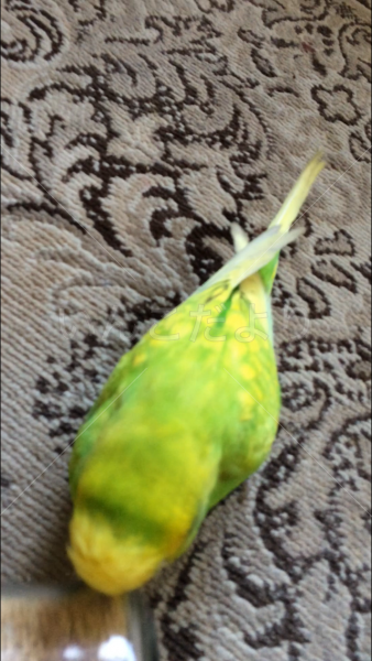 コメントの画像