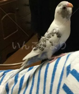 コメントの画像