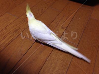 コメントの画像