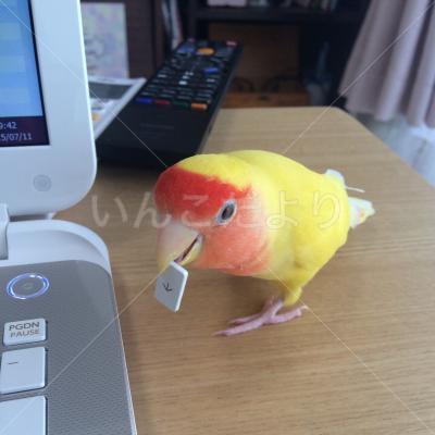 コメントの画像