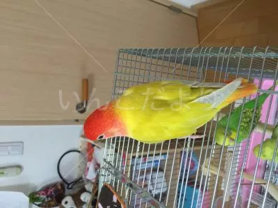 コメントの画像