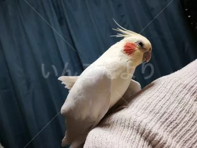 コメントの画像