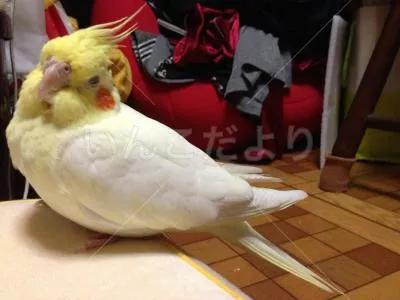 コメントの画像