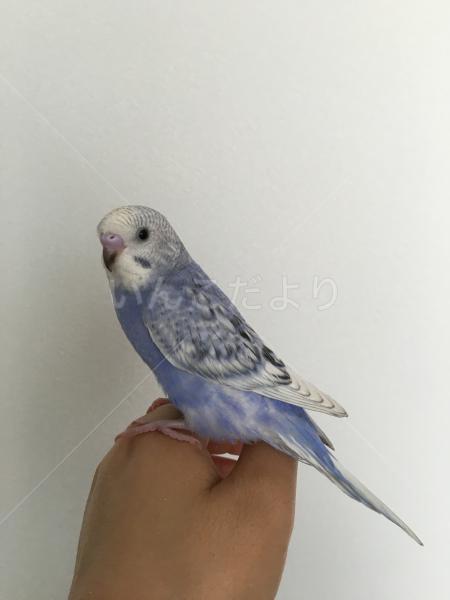 コメントの画像