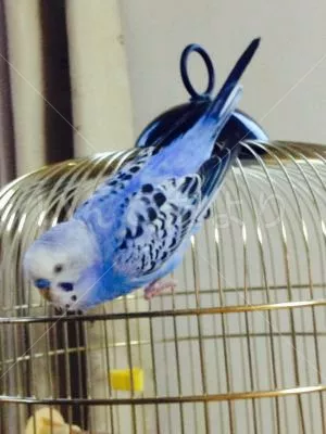 コメントの画像