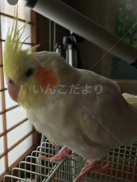 コメントの画像