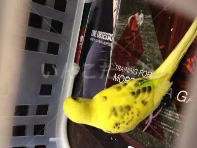 コメントの画像