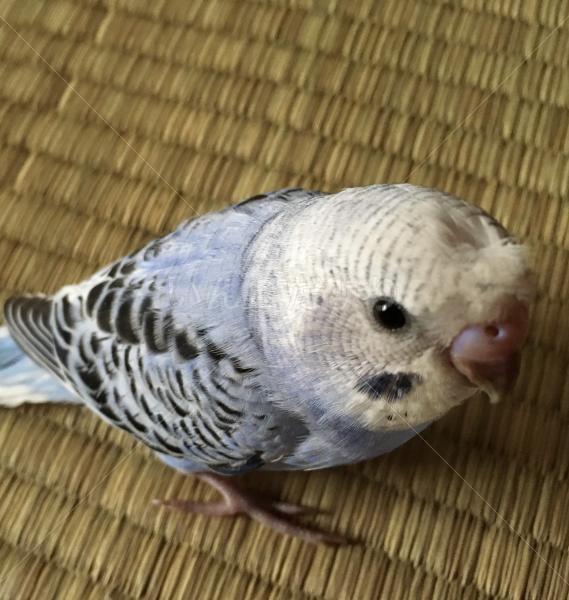 コメントの画像