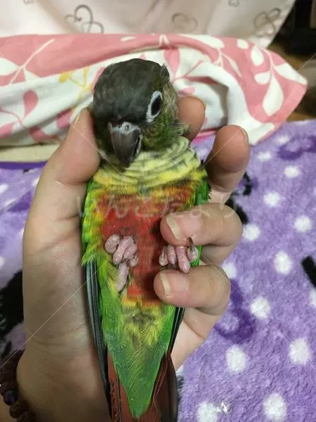 コメントの画像