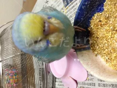 コメントの画像