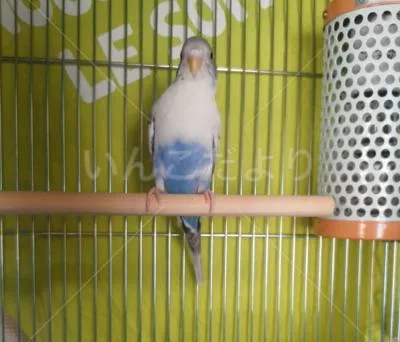 コメントの画像