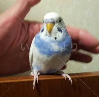 コメントの画像