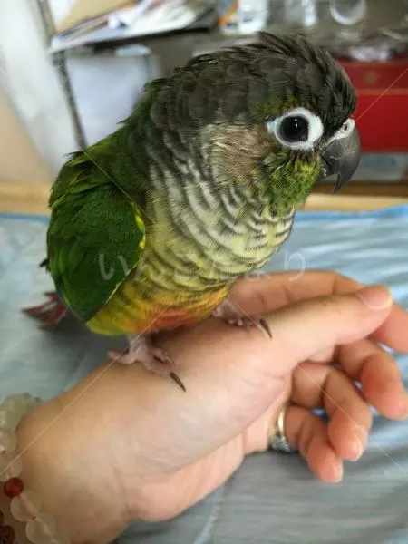 コメントの画像