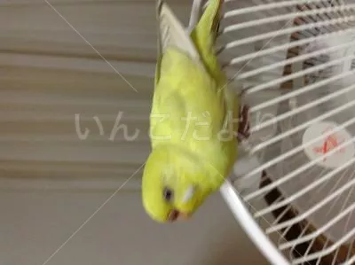 コメントの画像