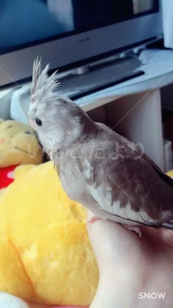 コメントの画像