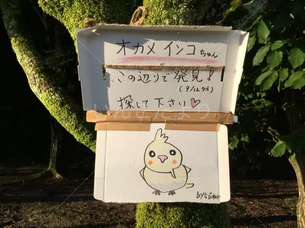 コメントの画像