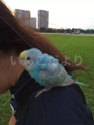 コメントの画像