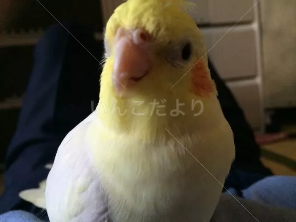 コメントの画像