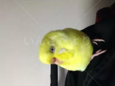 コメントの画像