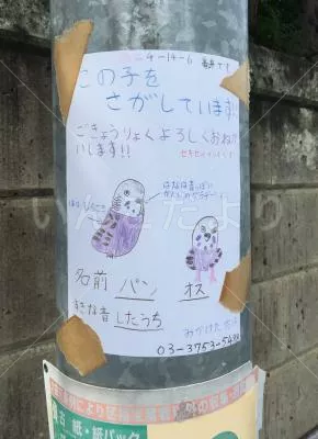 コメントの画像