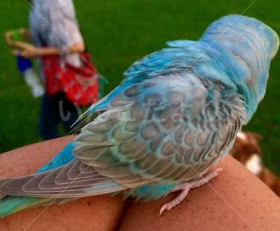 コメントの画像