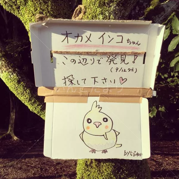 コメントの画像