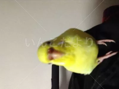 コメントの画像