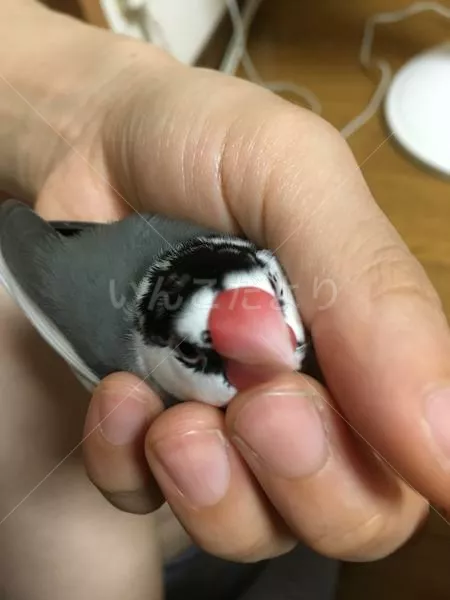 コメントの画像