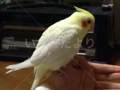 コメントの画像