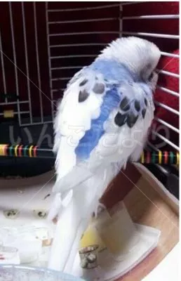 コメントの画像