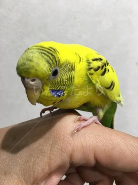 コメントの画像