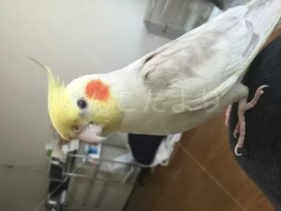 コメントの画像