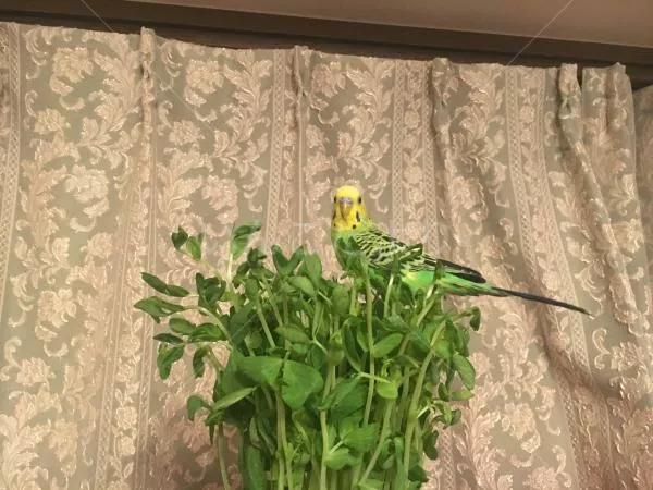 コメントの画像