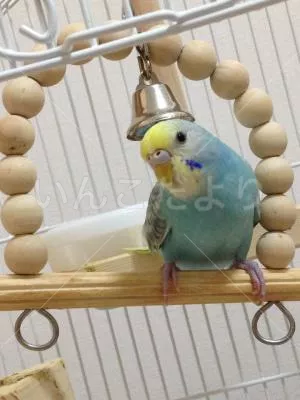 コメントの画像