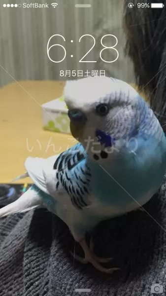 コメントの画像