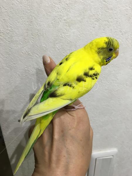 コメントの画像