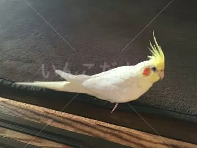 コメントの画像