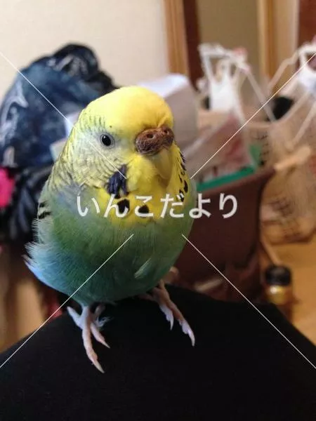 コメントの画像