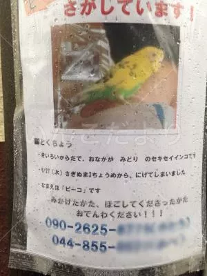 コメントの画像