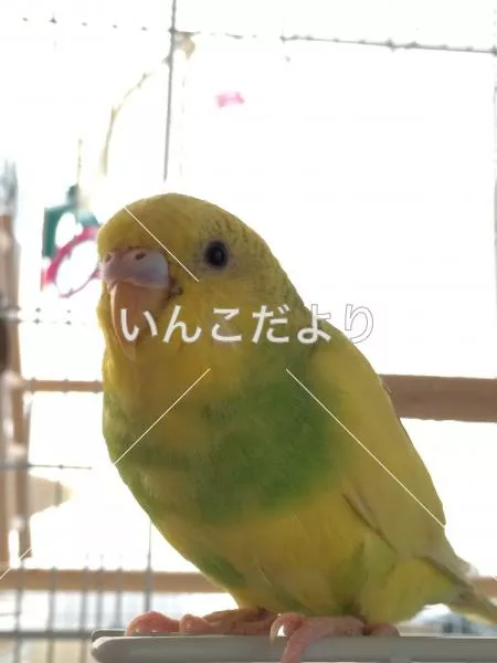 コメントの画像