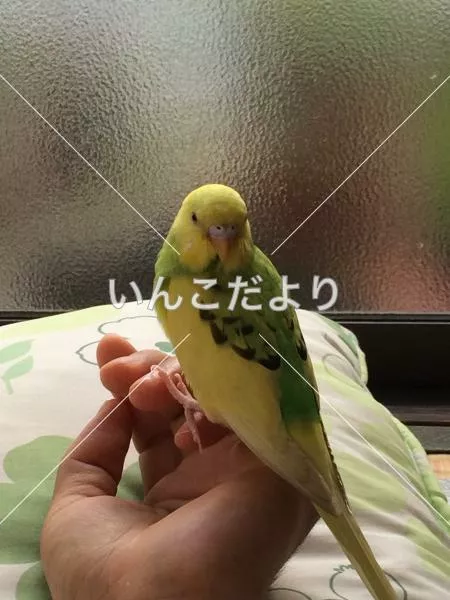 コメントの画像