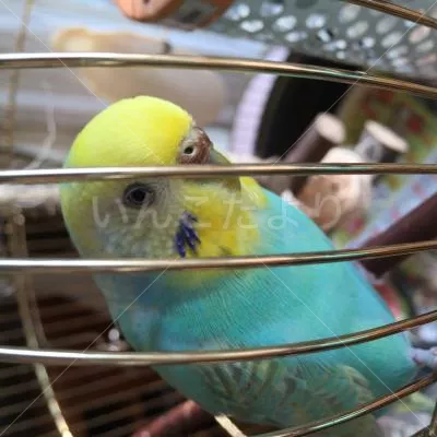 コメントの画像