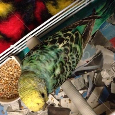 コメントの画像