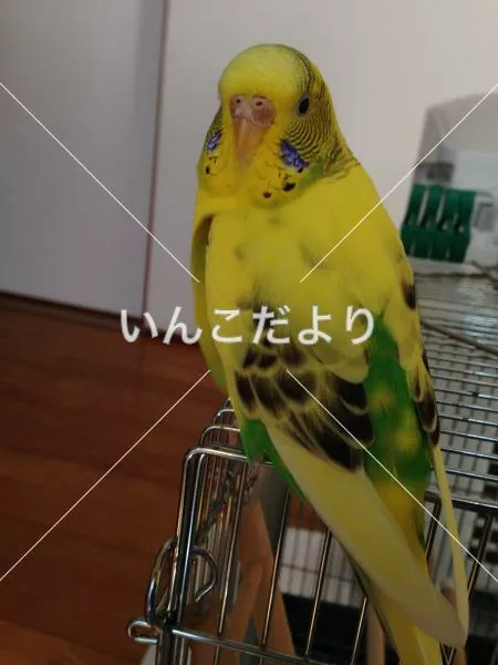 コメントの画像