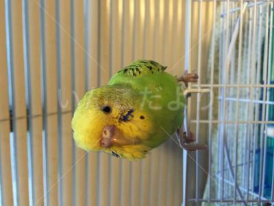 コメントの画像