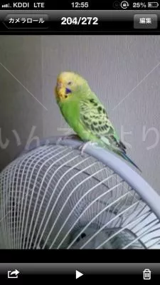 コメントの画像