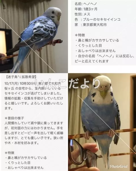 コメントの画像