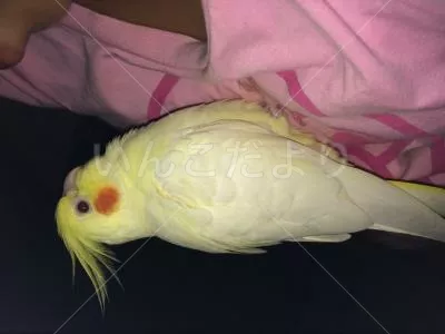 コメントの画像