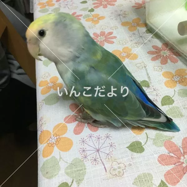 コメントの画像